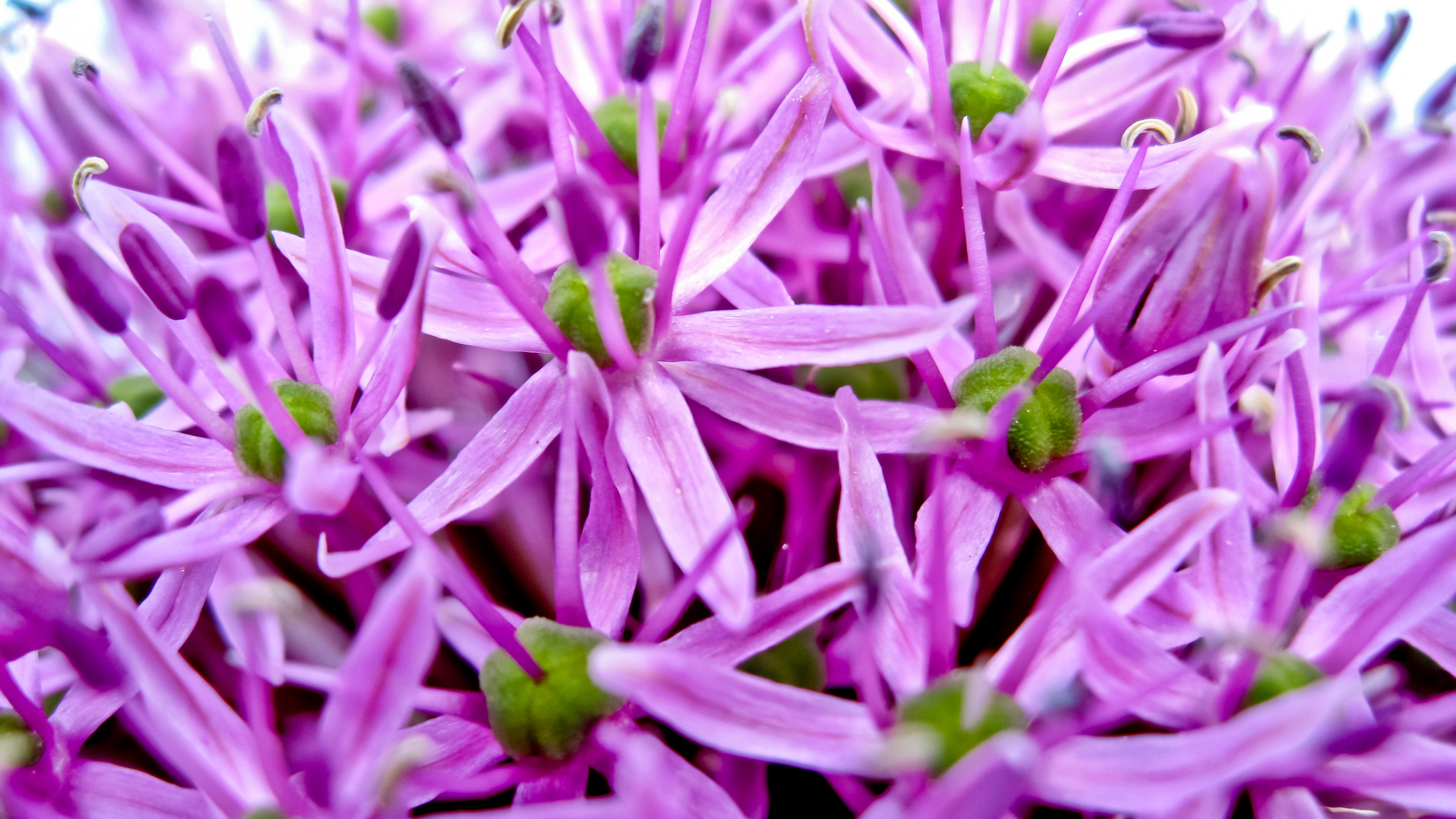 Lilac onion Flower